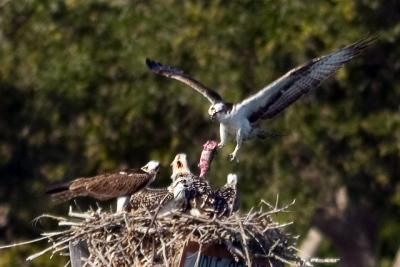 Osprey Dad 1.jpg