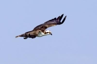 osprey ospreys Osprey Dad 2.jpg