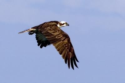 osprey ospreys Osprey Dad 3.jpg