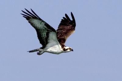 osprey ospreys Osprey Dad 4.jpg