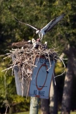 Osprey Dad 5.jpg