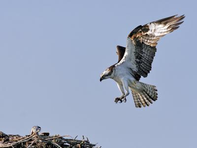 Osprey Mom 2.jpg