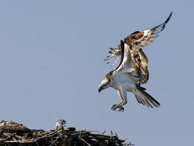 osprey ospreys SIX