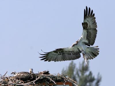 osprey ospreys Osprey Mom 5.jpg