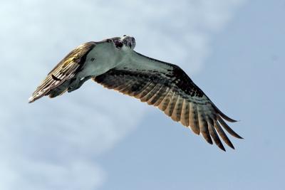 Osprey Dad 6.jpg