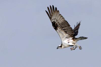 osprey ospreys Osprey Dad 7.jpg