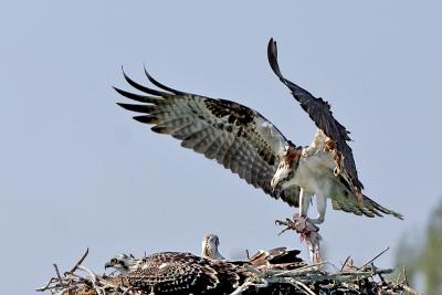 osprey ospreys TWO