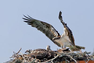 osprey ospreys Osprey Mom 7.jpg