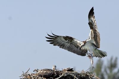 osprey ospreys Osprey Mom 6.jpg