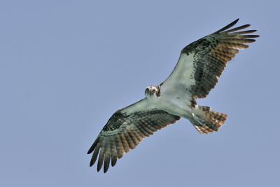 Osprey Dad 8.jpg