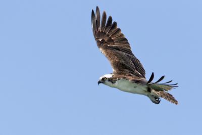 osprey ospreys Osprey Dad 12.jpg