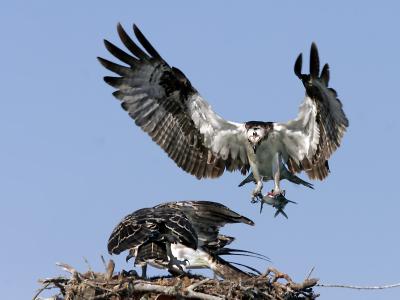 osprey ospreys SEVEN