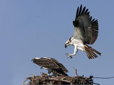 osprey ospreys FIVE