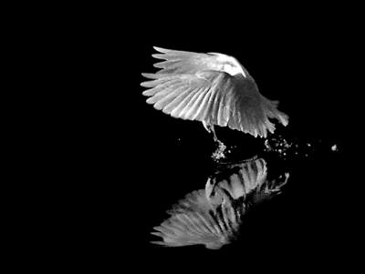 Egret grab.jpg