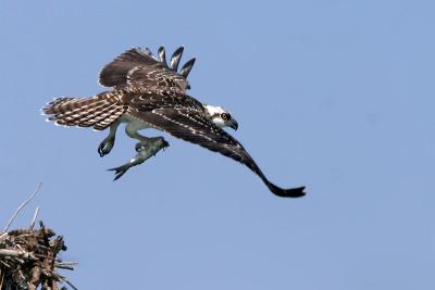 osprey ospreys fix 73949 x.jpg