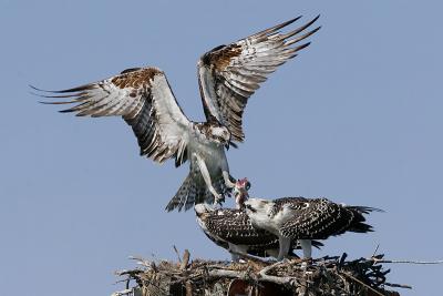 osprey ospreys THREE