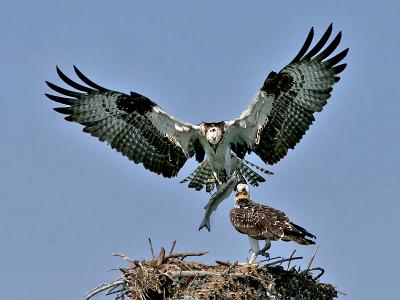 Email Bird 1.jpg