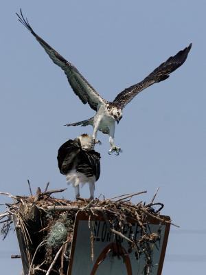 g4/23/570523/3/62719675.Cbgi38O5.jpg