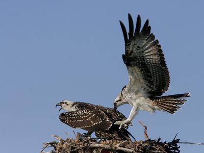 osprey ospreys _MG_2828 b qf.jpg