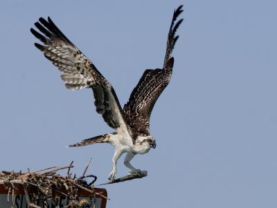 osprey ospreys _MG_3468 qf.jpg