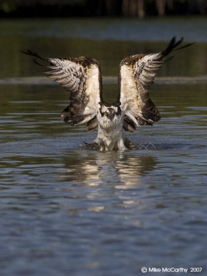 osprey ospreys _MG_9767-small.jpg