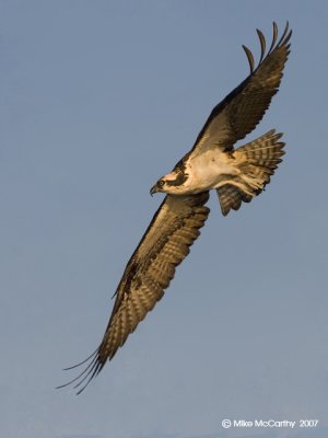 osprey ospreys _MG_9633-small.jpg