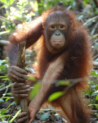Orang Utan