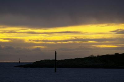 cormorant on piling