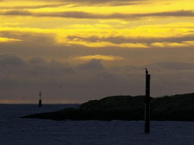 cormorant on piling - close-up