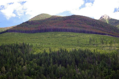 Mountain pine beetle damage in Wild Horse Creek watershed