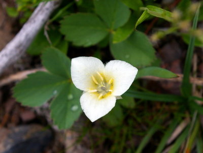 alpine flower at 2000m elevation