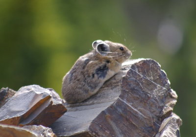 A cute Pika basking on a scree slope