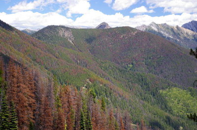 lodgepole pine vista