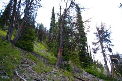 Dead whitebark pine trees in the site were cored to see the history of the trees