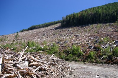View of the slash pile and clearcut