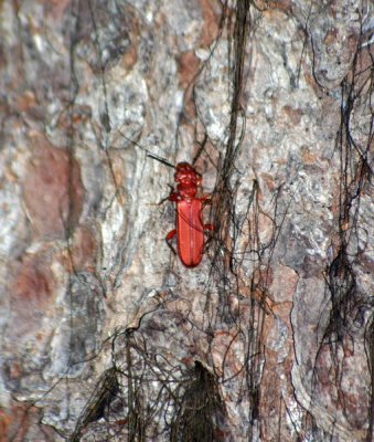 another beetle on a whitebark