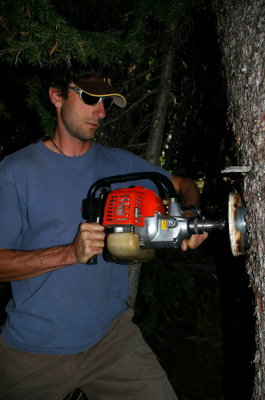 Scott drilling a circular saw into the tree...