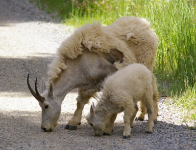 Mountain goat mother and kid licking the road treatment