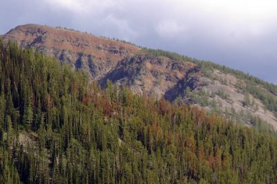 View across to red lodgepole and whitebark trees