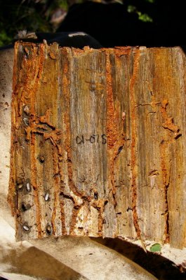 15cm by 15cm section of bark showing the galleries created on the inside of the bark
