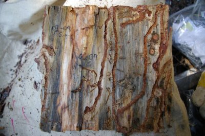 Another bark sample with side galleries and pupal chambers.  Lots of blue stain present
