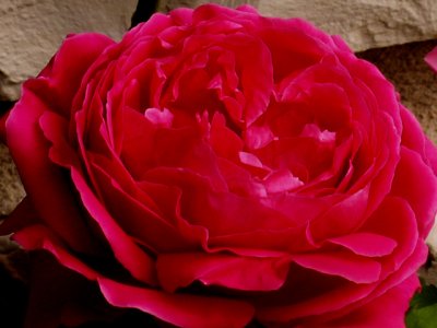 4-13-2011 Red Red Rose.jpg