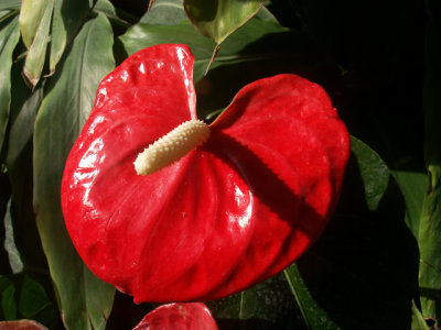 6-12-2011 Botanical Garden 4.jpg