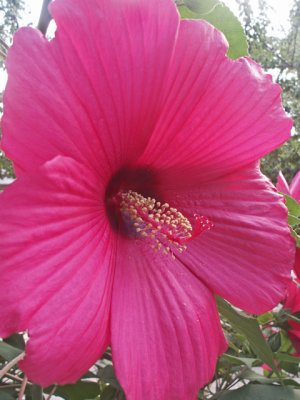 6-12-2011 Giant Hibiscus.jpg