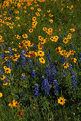 4-2010 Wildflowers 2.jpg