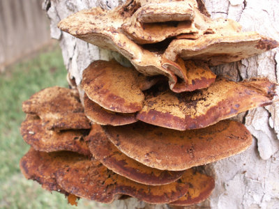 6-30-2012 Fungus Among Us 1.jpg
