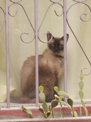 6-30-2012 How much is that kitty in the window? jpg
