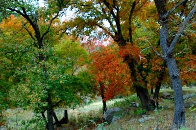 11-10-2005 Lost Maples2.JPG