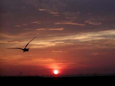 Corpus Christi gull  sunset.JPG