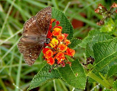 Brown Butterfly.jpg
